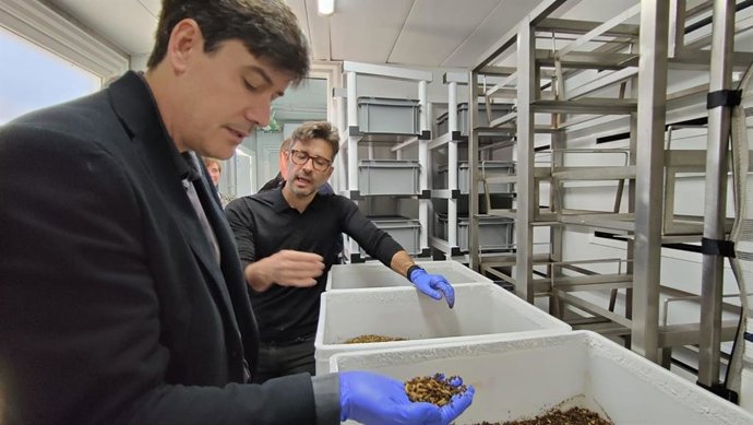 El consejero de Ciencia, Industria y Empleo del Gobierno de Asturias, Borja Sánchez, con una muestra de las larvas de mosca en su mano.