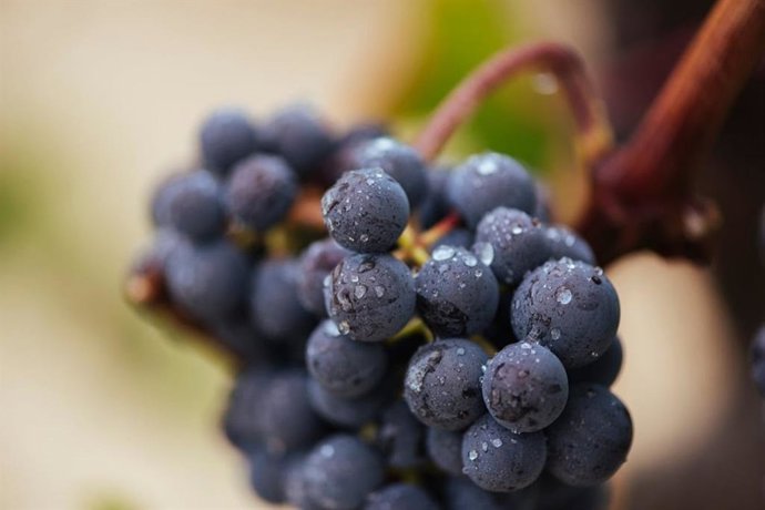 DOCa Rioja confirma parámetros de maduración "equilibrados" y sanidad "extraordinaria" en su último boletín de vendimia