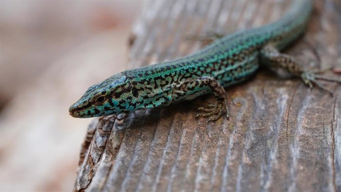 Archivo - Govern balear y Zoo de Barcelona impulsan un plan piloto para garantizar la conservación de la lagartija de las Pitiusas