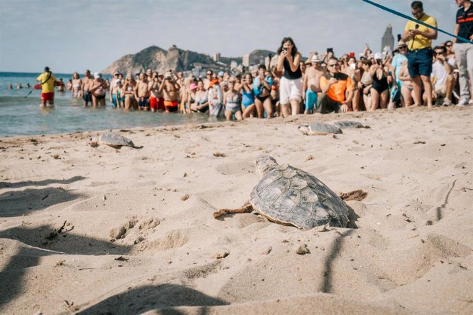Suelta de tortugas bobas en la playa de Poniente de Benidorm (Alicante) el jueves 25 de septiembre de 2025