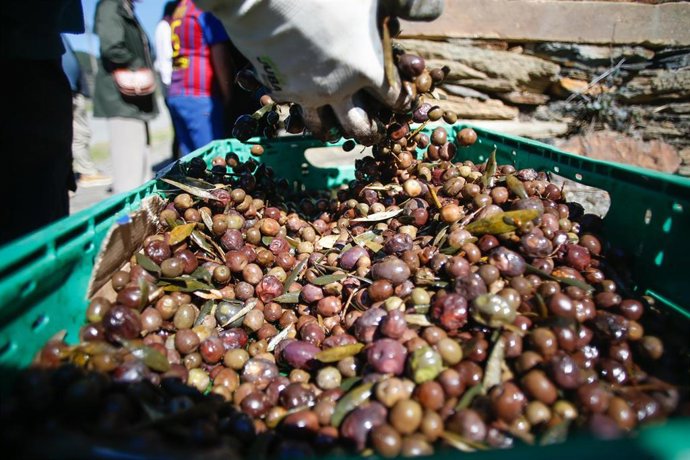 Archivo - Aceitunas destinadas a la elaboración de aceite de oliva
