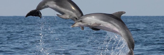 Las especies más comúnmente avistadas durante las campañas oceanográficas en el golfo de Bizkaia son los delfines comunes, listado y mular, rorcuales común y aliblanco y calderón común