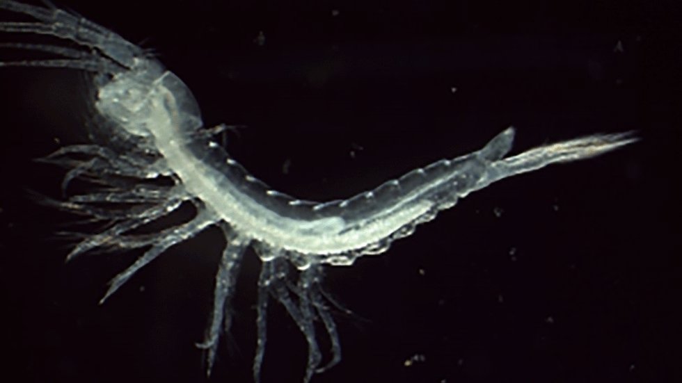 Ejemplar de Tethysbaena scabra.