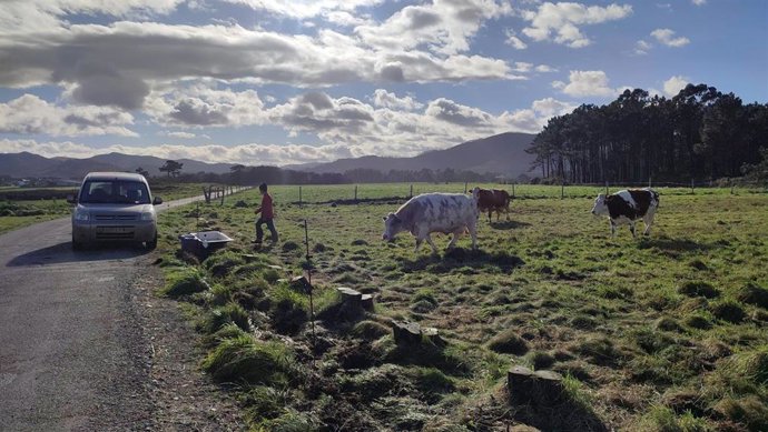 Archivo - Vacas pastando en Busto, localidad del municipio asturiano de Valdés. Vacas, PAC, rural, campo, ganadería.