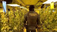 Desmanteladas 2 plantaciones de marihuana en Genovés con 367 plantas tras el incendio del trasformador que las abastecía