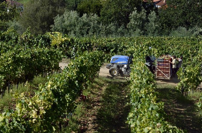 Archivo - Vendimia y carga de uvas en contenedor en una de las viñas que abastecen a la bodega Pazo do Mar en Feá, a 8 de septiembre de 2023, en El Olivar, concello de Toén, Ourense, Galicia (España). 