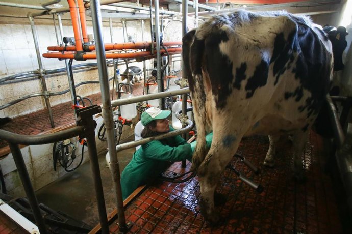 Archivo - Una mujer trabaja durante el ordeño en la ganadería Bértolos e Serranos, a 19 de febrero de 2023, en Macedo, Friol (Lugo)