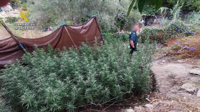 Plantación de marihuana desmantelada en una finca de San José del Valle.