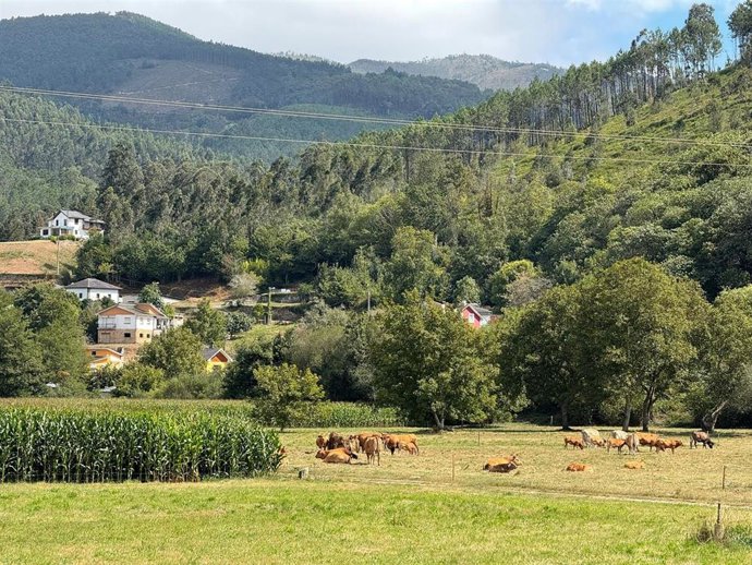 Vacas en una finca del concejo de Valdés.