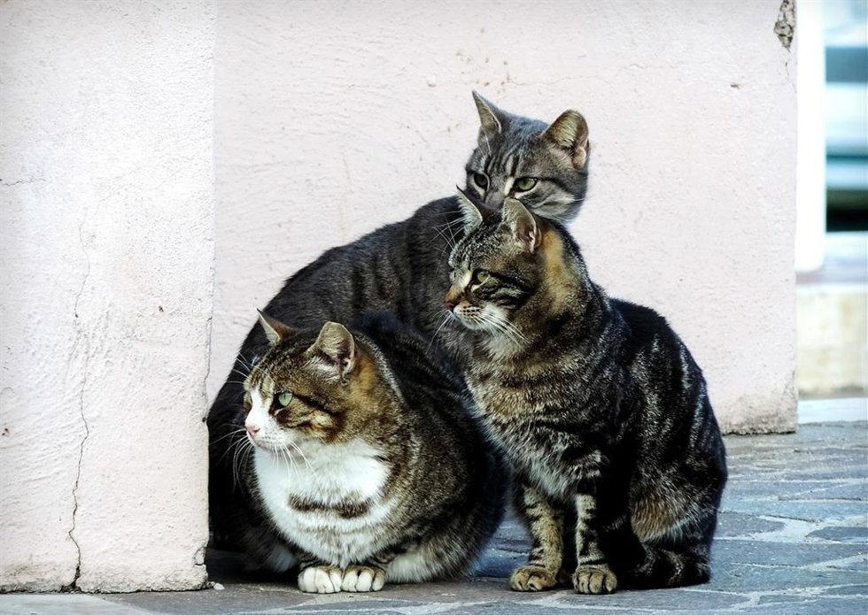 Archivo - Tres gatos.