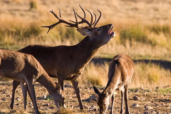 Terra Natura Murcia cuenta con 22 ciervos