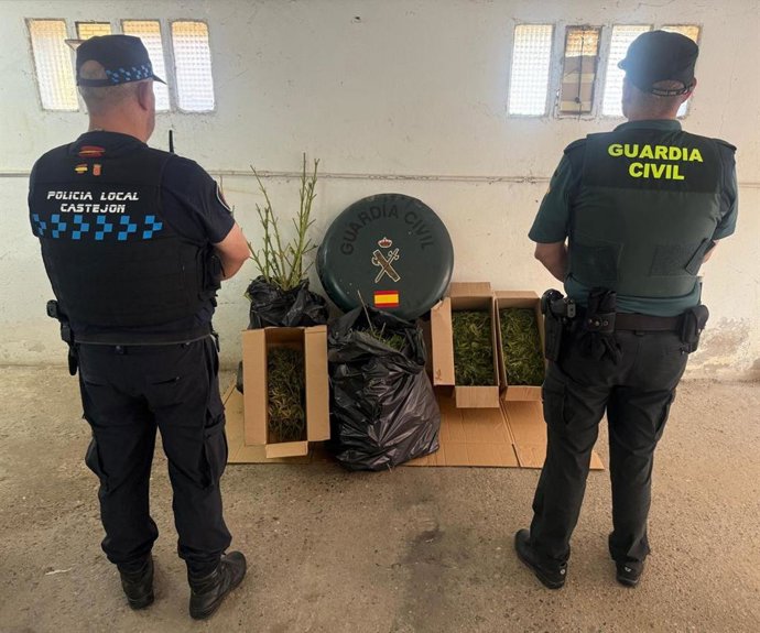Intervenidos más de 11 kilos de marihuana en una plantación en Castejón.