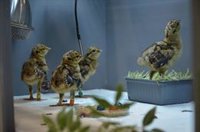 El programa de cría en cautividad de urogallo cantábrico saca adelante a 76 pollos en Valsemana (León)