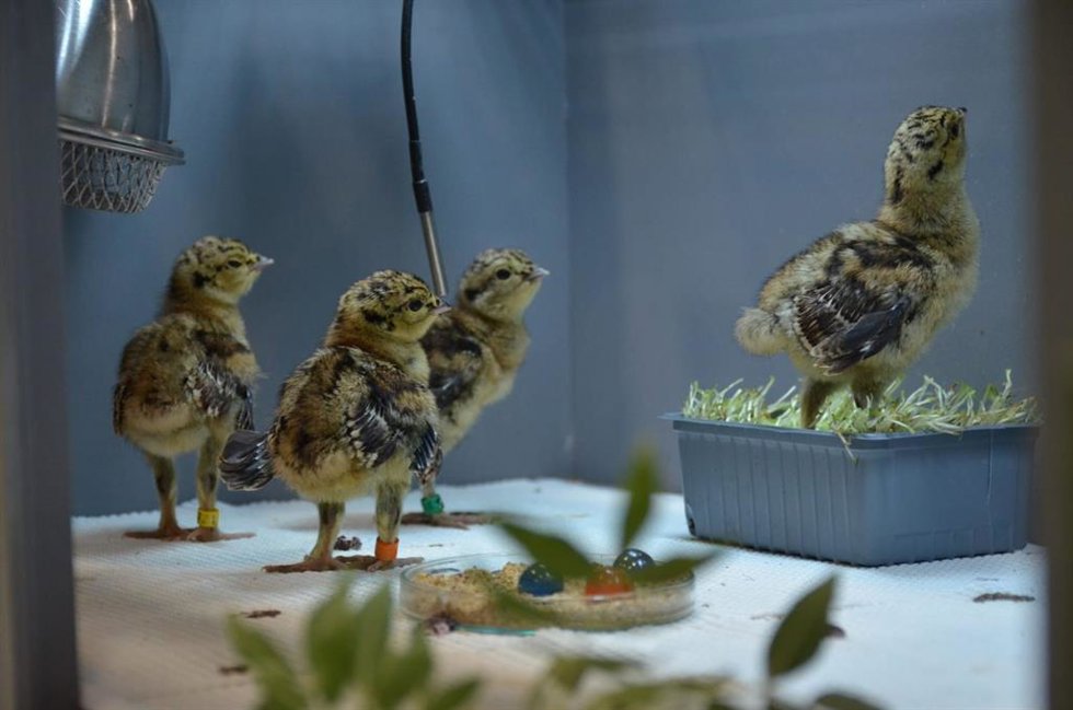 Pollos de urogallo cantábrico criados en el centro de Valsemana (León).
