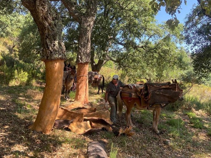 Diputación de Málaga participa en proyecto europeo con una iniciativa de transformar residuos forestales en biomateriales