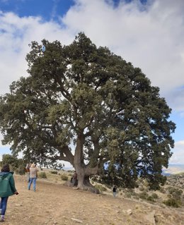 Archivo - Encina 'La Peana' de Serón (Almería)