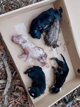 Imagen de los perros hallados por la Policía Local de Gondomar publicada por el regidor Paco Ferreira en Facebook