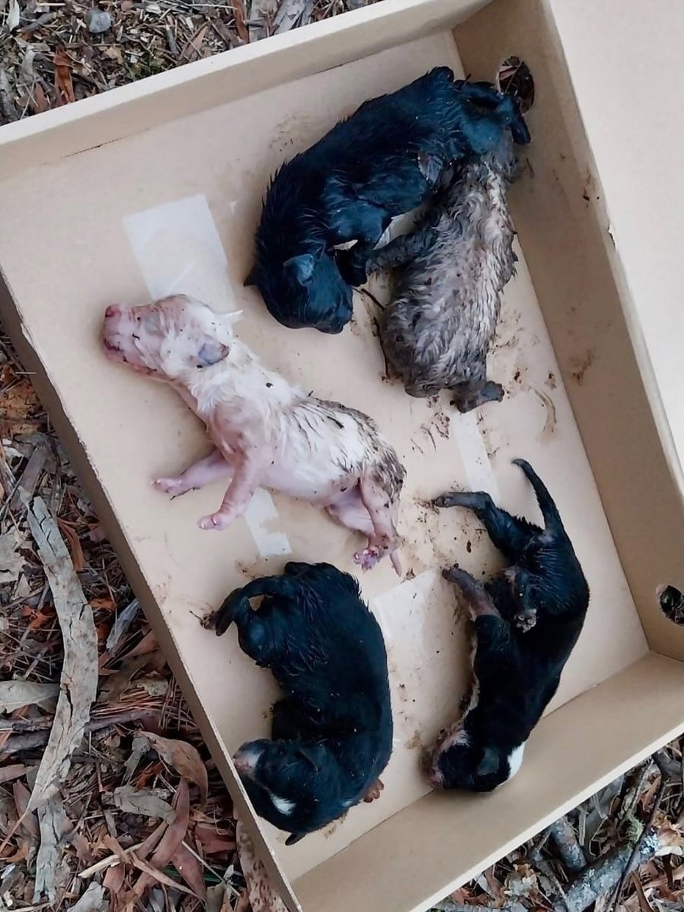 Imagen de los perros hallados por la Policía Local de Gondomar publicada por el regidor Paco Ferreira en Facebook