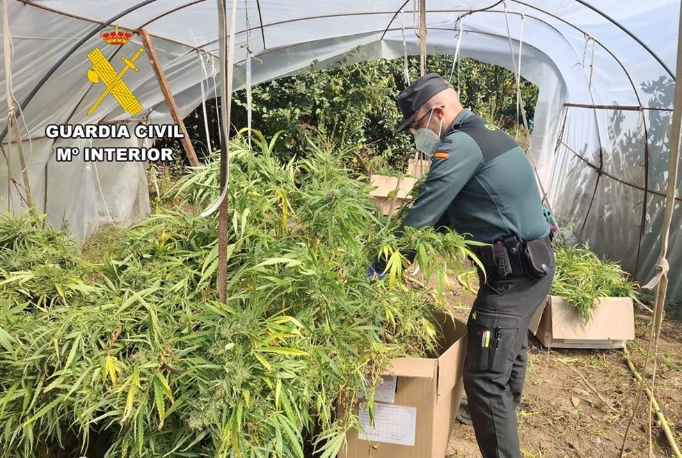 Un detenido tras localizar una plantación con 72 kilos de marihuana en un invernadero de la Riojilla burgalesa