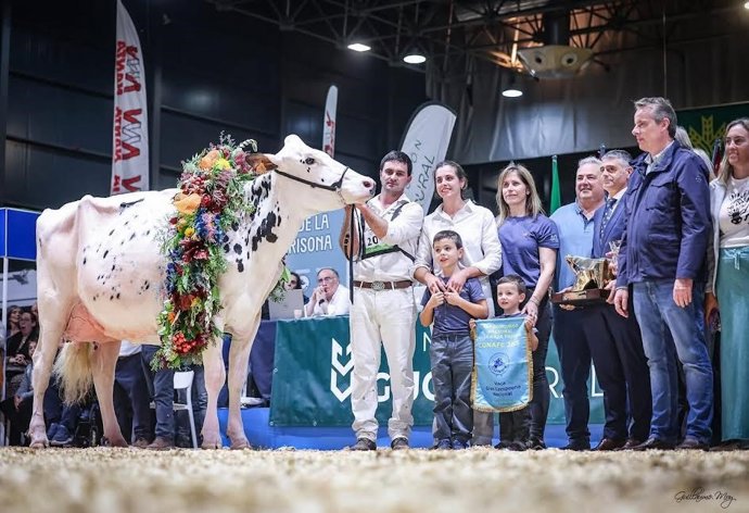 Vaca ganadora del concurso de raza frisona