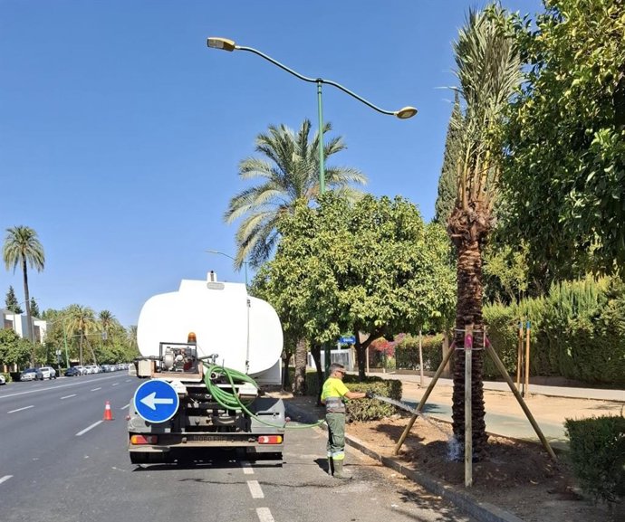 Un operario riega una palmera tras la plantación del ejemplar.