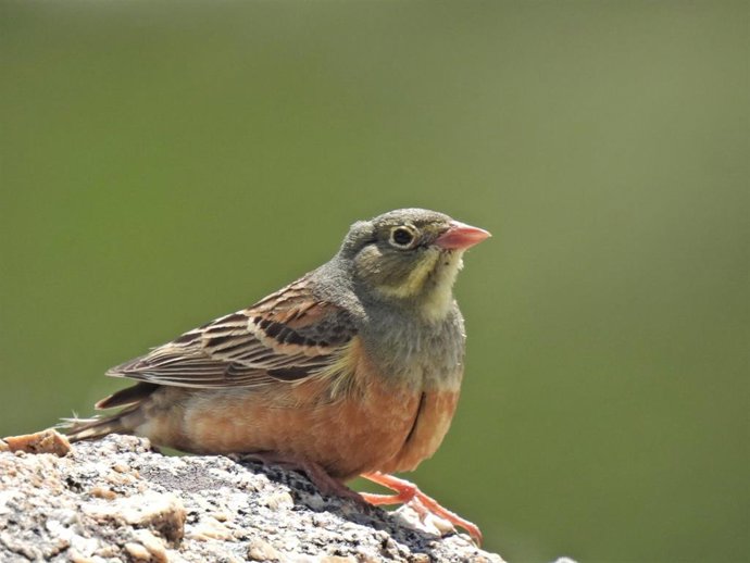 Proyecto 'PIO ÁVILA'