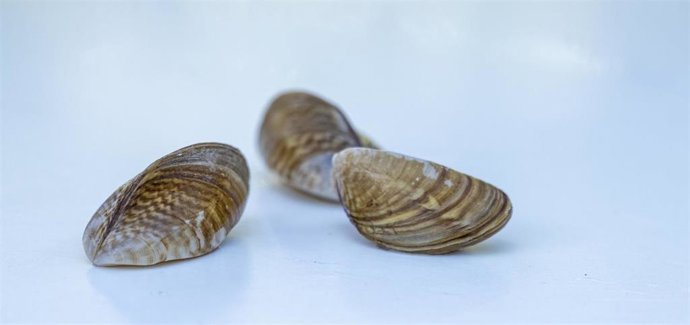 Archivo - Ejemplares de mejillón cebra.