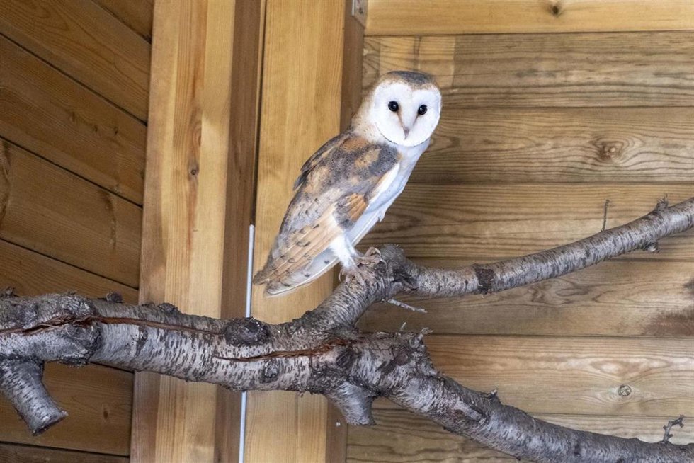 Medio Ambiente y la Fundación BIOPARC impulsan un proyecto para recuperar la lechuza común en Valncia
