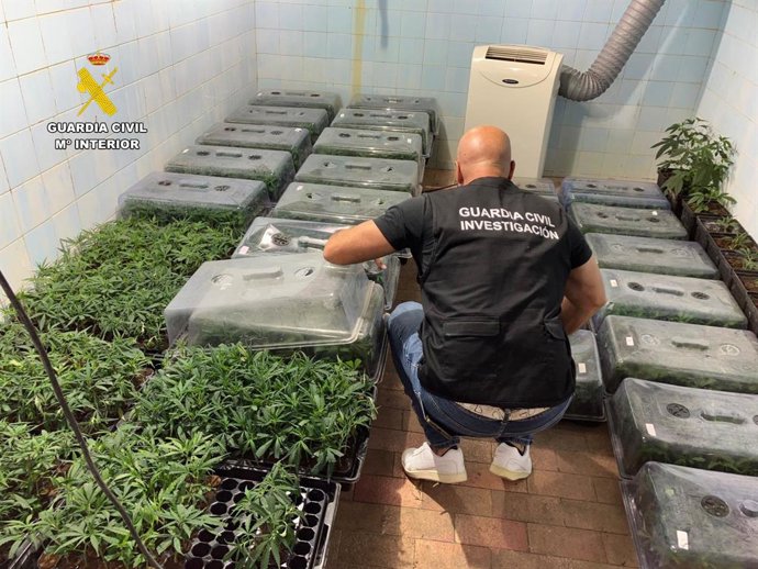 Plantación de marihuana en Valderrubio.