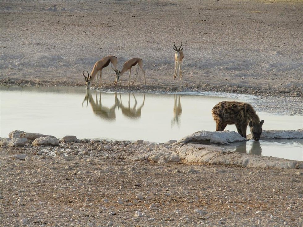 Archivo - Una hiena y tres gacelas saltarinas de El Cabo beben agua en una charca en el Parque Nacional Etosha, en el noroeste de Namibia