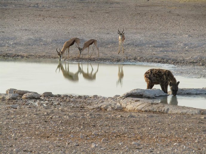Archivo - ETOSHA (NAMIBIA), Sept. 26, 2021  -- A hyena and springboks drink water at a water hole at Etosha National Park in northwestern Namibia on Sept. 24, 2021.