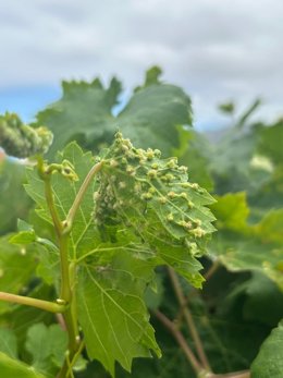 Archivo - Plaga de filoxera en Tenerife