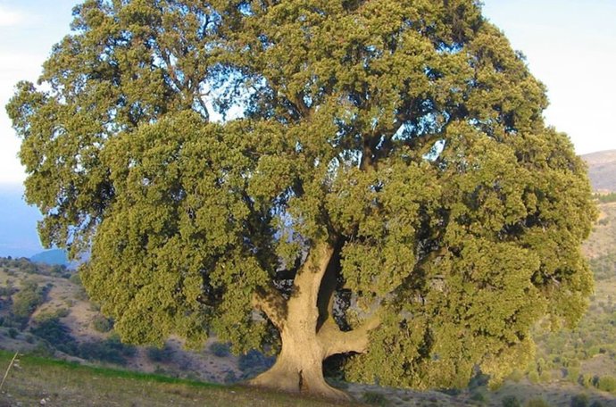 Encina 'La Peana' de Serón (Almería).