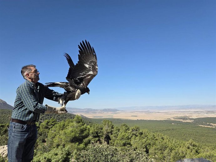 El responsable del CREA de Las Almohallas, Juan Motos, durante la suelta de un ejemplar de águila real recuperado en el mirador del Puntal del Morral, en María (Almería).