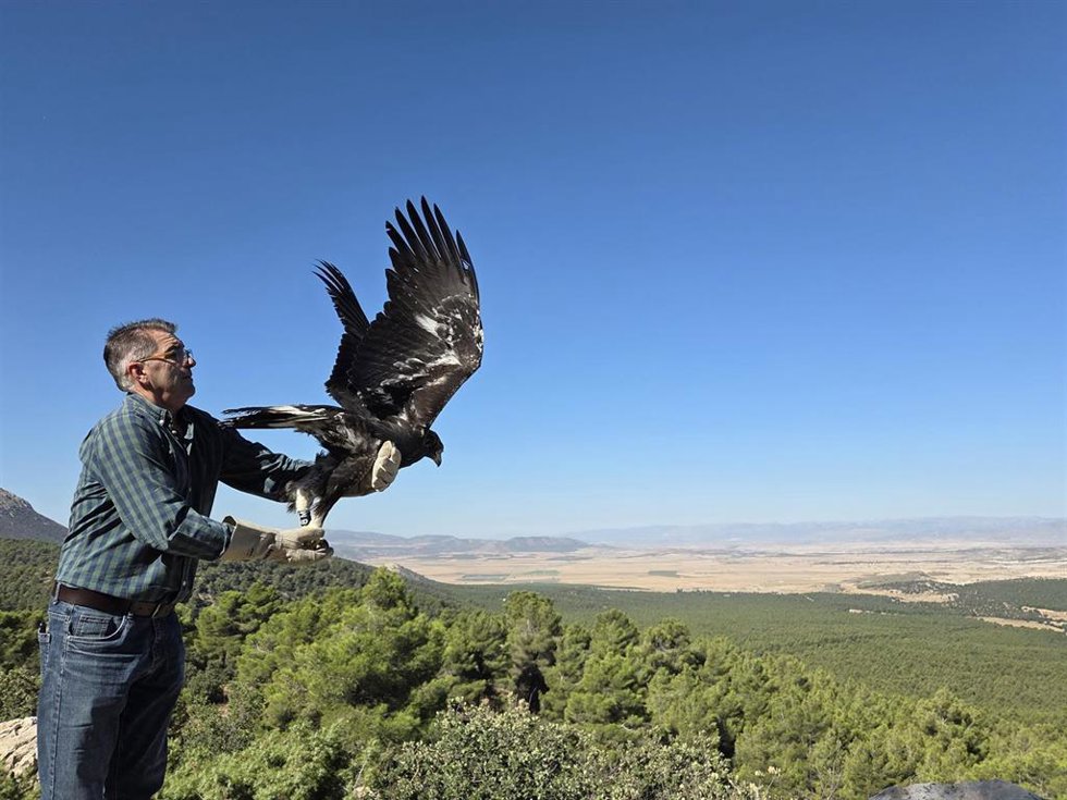 El responsable del CREA de Las Almohallas, Juan Motos, durante la suelta de un ejemplar de águila real recuperado en el mirador del Puntal del Morral, en María (Almería).