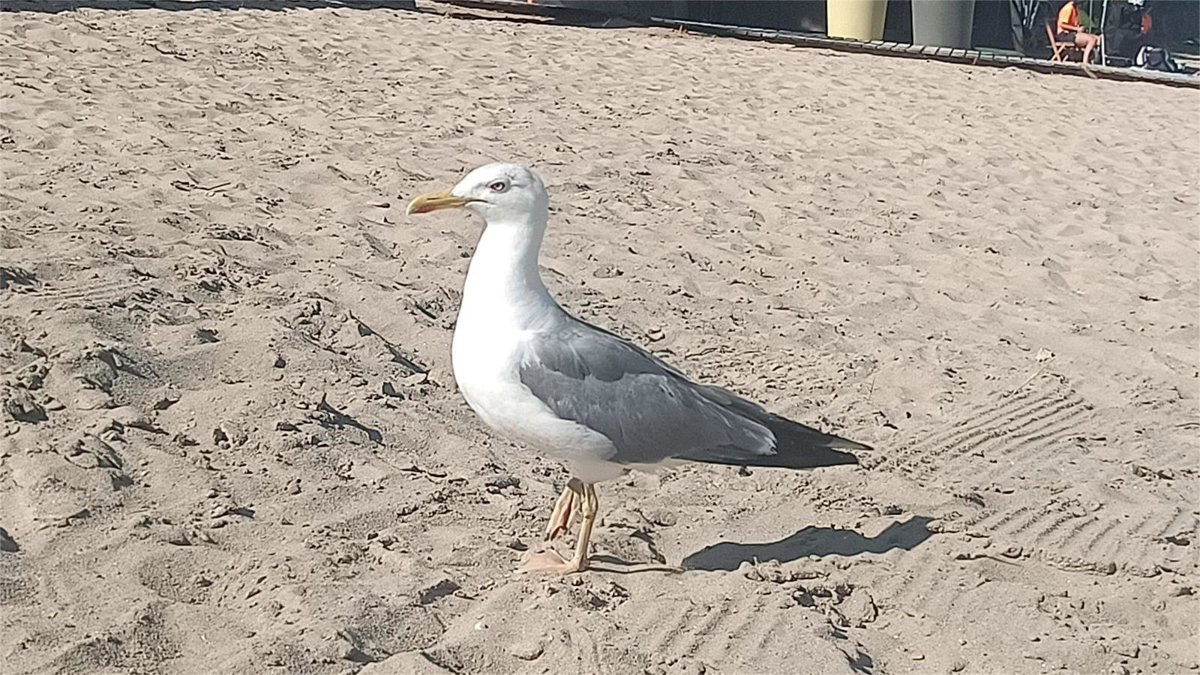 Confirmado el primer caso de gripe aviar en Cantabria en una gaviota recogida en Castro Urdiales