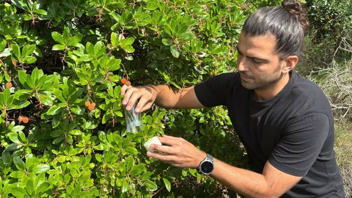 Liberan a un insecto para combatir una plaga que afecta a la fresa y cereza en Catalunya.