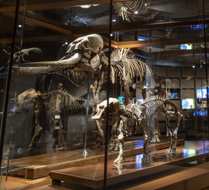 Restos de elefantes enanos de Sicilia.