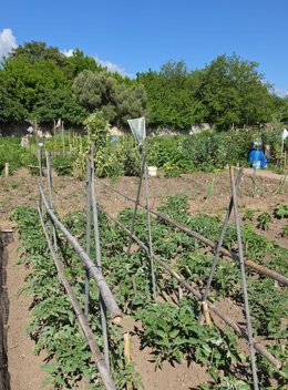 Archivo - Huertos de ocio de la Universidad Popular de Cáceres