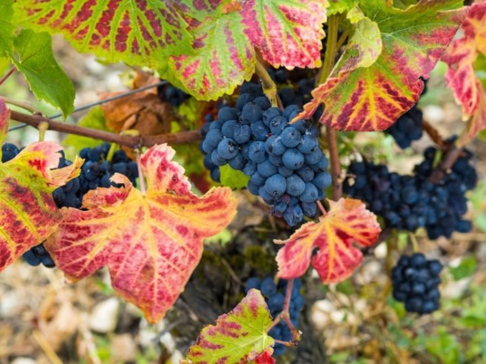 Escapadas de otoño por España que tienen sabor a vendimia