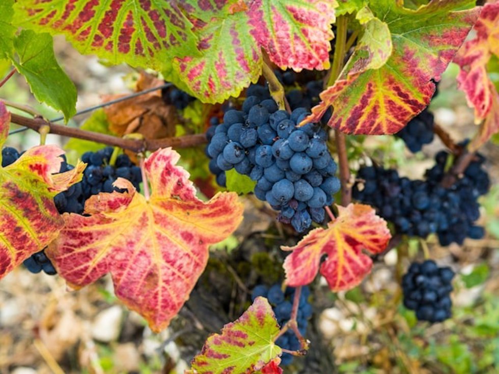Escapadas de otoño por España que tienen sabor a vendimia