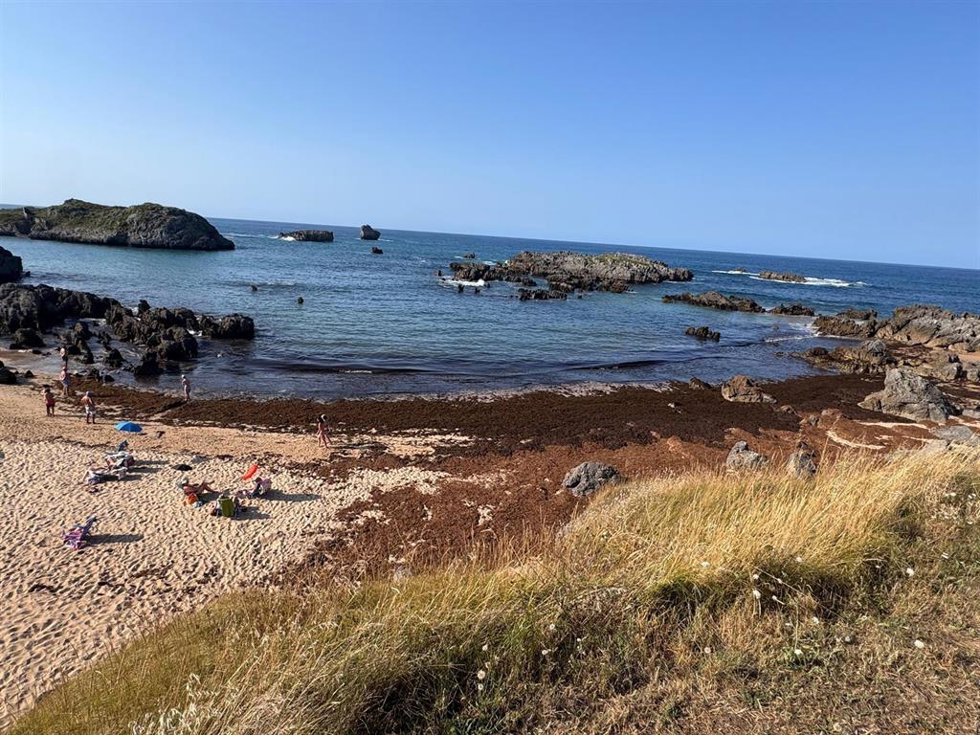 Archivo - Algas en la playa de Noja.-ARCHIVO