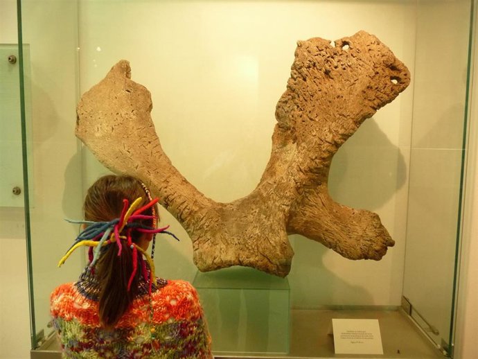 Escápula de ballena gris encontrada en 1996 en el yacimiento castreño de la Campa Torres (Gijón), de los siglos IV-III antes de Cristo, exhibida en el Faro del Parque Arqueológico-Natural de la Campa Torres