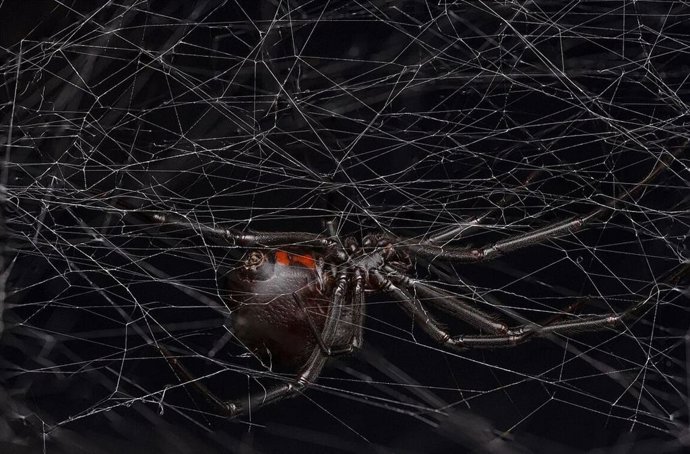 Una viuda negra hembra (Latrodectus hesperus) en su telaraña.