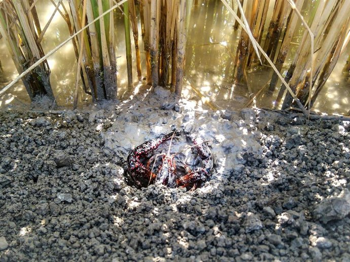 Cangrejo rojo: El cangrejo rojo (Procambarus clarkii) fue introducido por primera vez en la Península Ibérica en 1973.