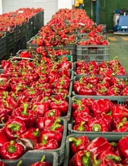 Archivo - Cajas de pimientos rojos.