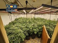 Nueve detenidos tras desmantelar una red de tráfico de drogas con cultivos de marihuana en Elda, Petrer, Novelda y Aspe