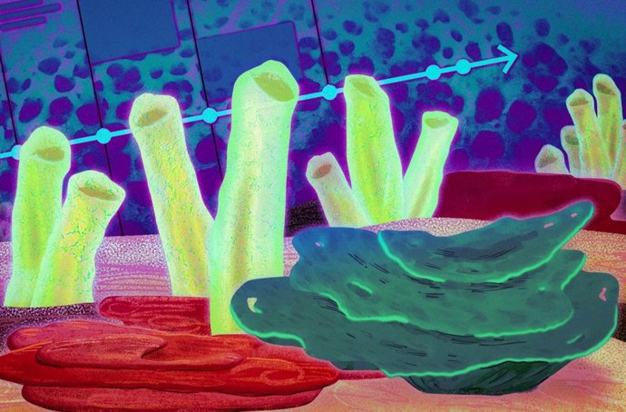 Algunos de los primeros animales de la Tierra fueron probablemente ancestros de la esponja marina moderna, según geoquímicos del MIT que descubrieron nueva evidencia en rocas muy antiguas.