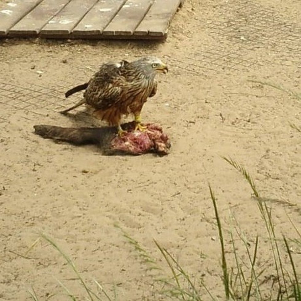 Ejemplar de milano real en Doñana.