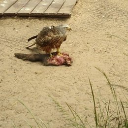 Ejemplar de milano real en Doñana.